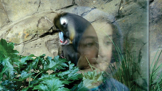 Reflection of a young boy looking through a window at a Mandrill monkey sitting between ferns.